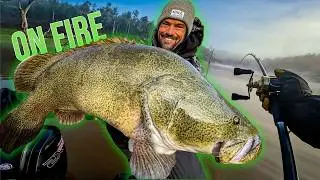 Murray Cod Mayhem at Copeton Dam: Timing is Everything