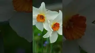 Köyümün güzeli