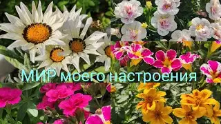 28.07.24 Дача.Флоксы, Гортензии,Лилейники