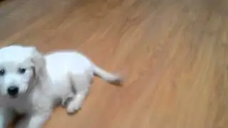 Toby latră la minge