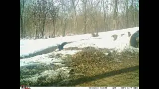 Trail Cam BackYard Pond February 8, 2023 