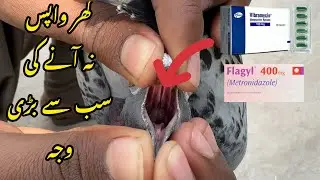 کینکر ٹریٹمنٹ | Best treatment for cancer in Racing Pigeons