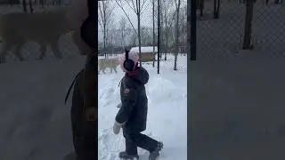 Танец волка 🐺