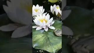 relaxing music#water lily