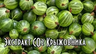 Экстракт СО2 Крыжовника// Крыжовник полезные свойства