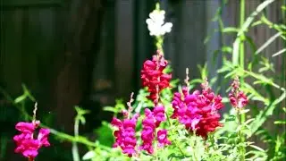 How to Grow Snapdragon (Antirrhinum) Flowers from Seed