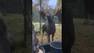 Довольный лось 🫎  #elk #moose #лось #дикая_природа #охота #hunting
