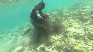 Squid Eye II