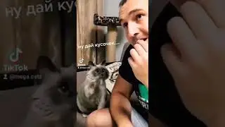 #смешныекоты #кусочек