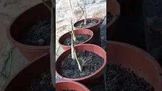 MUDAS DE ROSA DO DESERTO #erickaionnyplantas #plantas #mudas #como #rosadodeserto #riodejaneiro