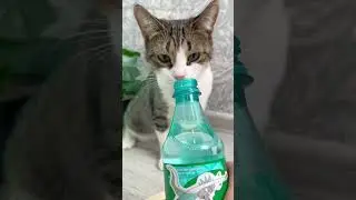 Мята любит мяту?✨