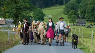 The cows have left the swiss alps - Swiss Tradition 4K