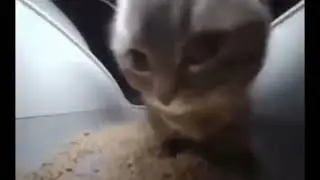 Chipi chipi chapa chapa cat 1 hour