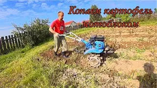 Копаем картошку мотоблоком. Легко и быстро,