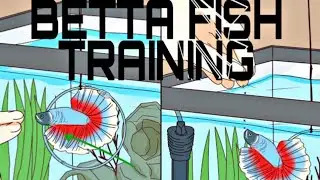 TOP5 BETTA FISH TRAINING VIDEO ||JFK BETTA FISH ||