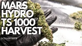 MARS HYDRO TS1000 HARVEST | OCTOGROWER