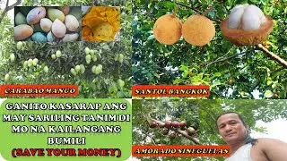 Save Your Money - Dimo na kailangan Bumili pag may Tanim ka : Mango, Seneguelas at Santol