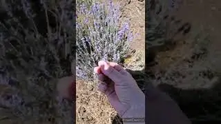 Лавандовое поле