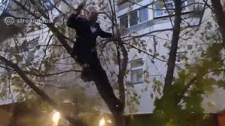 Maestro Fish - Bomb (on the tree)