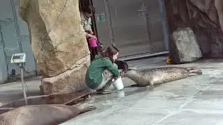 Кормление тюленей