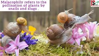 🔴 Malacophily ( Pollination By Snails And Slugs )◾Biotic Agent Of Pollination @RajniStudyCampus