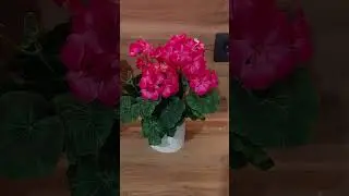 Герани в наличии на авито