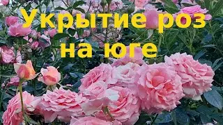 Укрытие роз на юге и проблемы старения роз