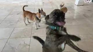 Walter the chihuahua is hilarious.