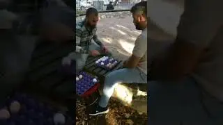 Büyük Kumar 😄😄 Yumurtanın kolisi kac para haberiniz varmi 😆