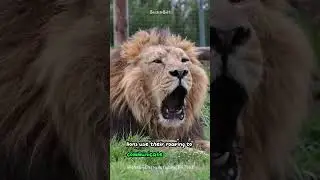 Lion<script data-cfasync=