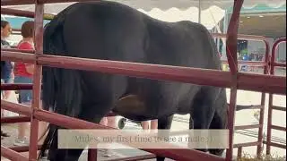 Fun Weekend watching Animals at Kentucky State Fair
