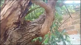 ABACATEIRO DOENTE, O QUE DEVO FAZER?