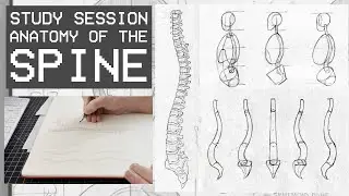 Drawing Figures - Anatomy Of The Spine Explained (Study Session)
