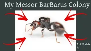 My Beginning Messor Barbarus colony!!!(Ant Update #1)
