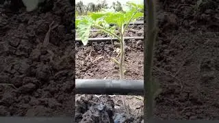 Dripping when it's hot 