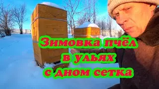 ЗИМОВКА ПЧЁЛ НА ВОЛЕ С СЕТЧАТЫМ ДНОМ В СУРОВЫХ УСЛОВИЯХ УРАЛА
