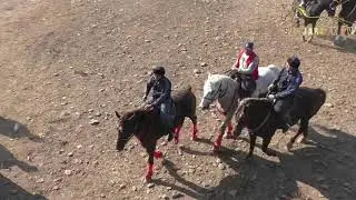 SANJAR POLVON GʻALLAOROLDAN XOLBOY AKANING BUROQ LAQABLI TULPORIDA. SAMARQAND PAYARIQ 24.10.2024