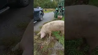 trying to stay on a giant pig bareback 