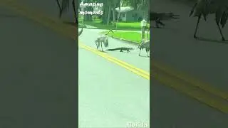 Three CRANES CHASE AWAY an ALLIGATOR in Florida! #shorts #florida #cranes #alligator