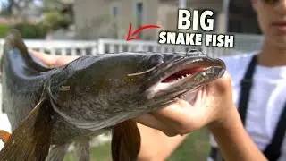 Big SNAKEHEAD caught under the trees!!!