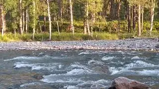 Утки- экстремалы) Горный Алтай 2019