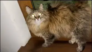 Masya the cat travels with us!!!