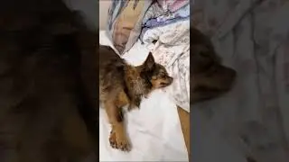 Ялта и Констанция выпускники питомника чихуахуа Кастропуло Крым из Симферополя