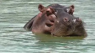 Queratina: uma proteína morta que fornece vida aos animais vertebrados