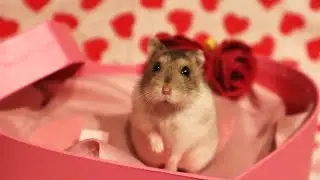 Valentine’s Day with a dwarf Hamster | special moments