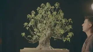 Trial VERSION: Defoliating a Acer buergerianum! | The Bonsai Academy