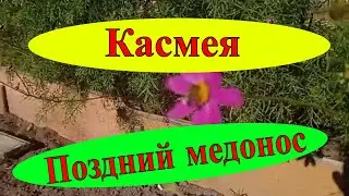 Касмея ещё один поздний медонос для пчел.