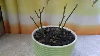 Как сохранить розу, купленную в горшке. 1 ч.