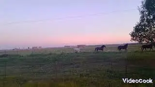 лошадки