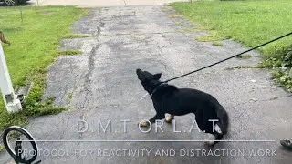Leash Reactivity and Distraction Work